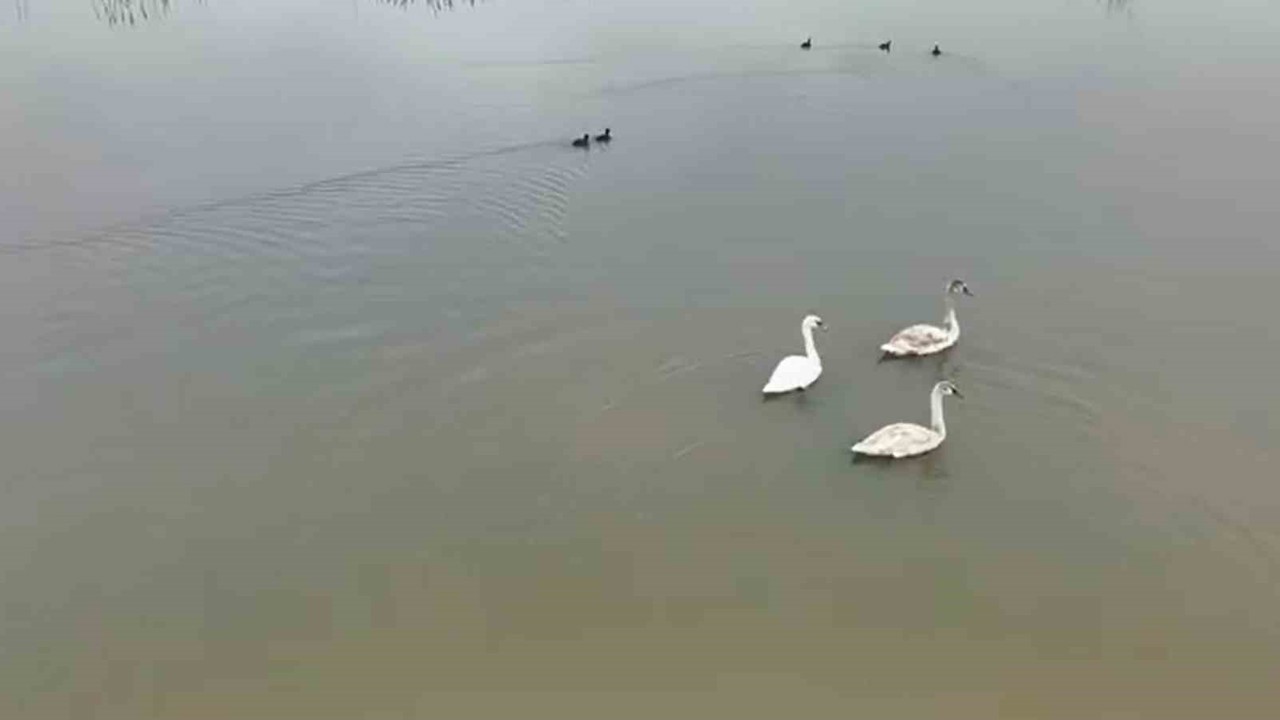 Efteni Gölü kuğuları misafir etti
