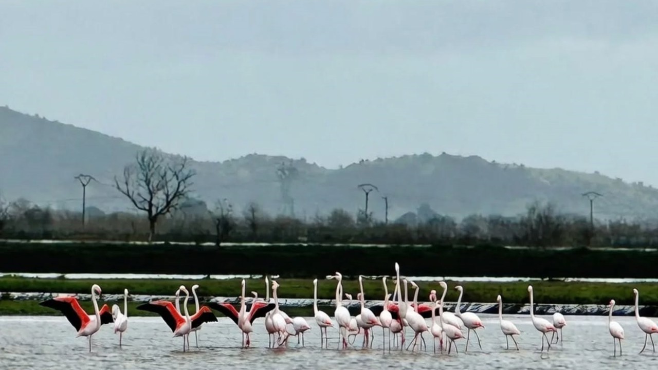 Tarlaları su bastı, flamingolar keyfini sürdü
