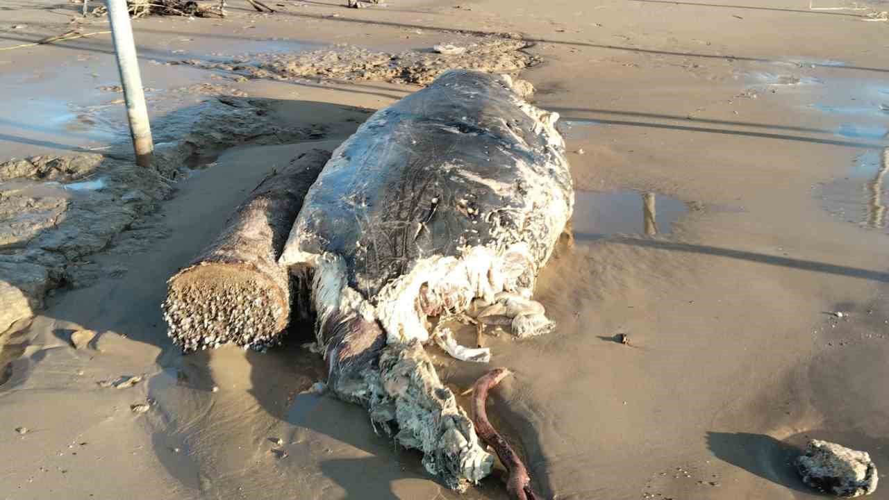Manavgat’ta sahile ölü yunus vurdu
