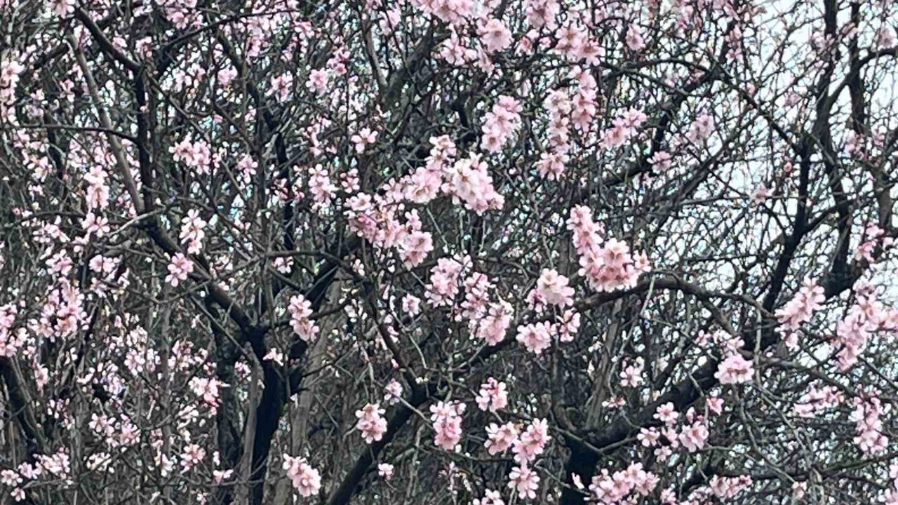 Artvin’de meyve ağaçları çiçek açtı
