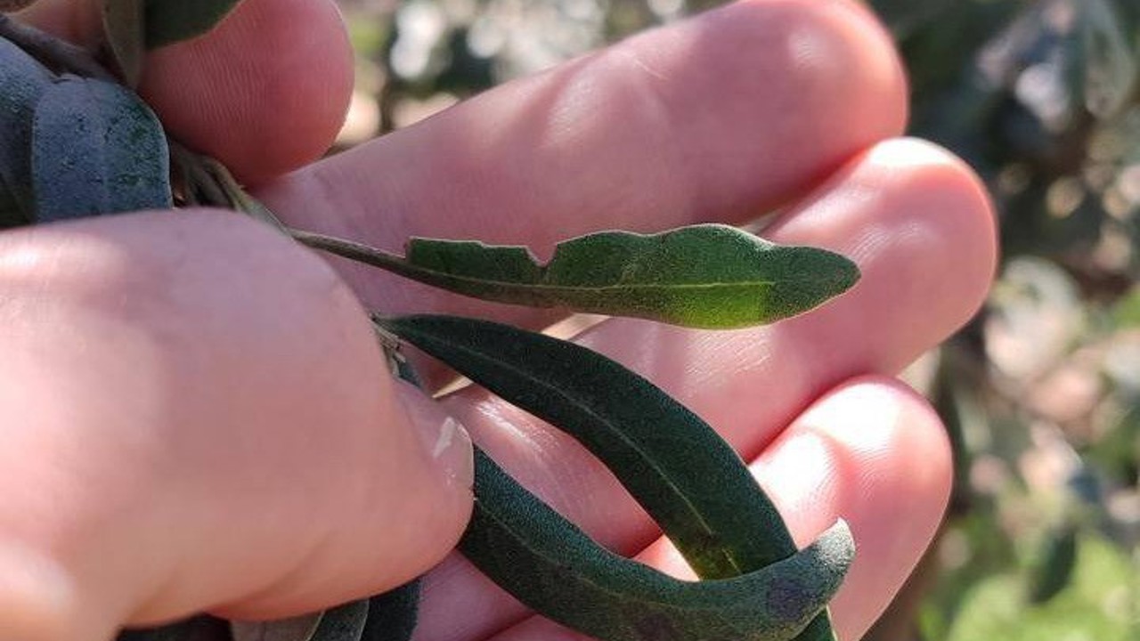 Salihli’de zeytin üreticilerine halkalı leke uyarısı
