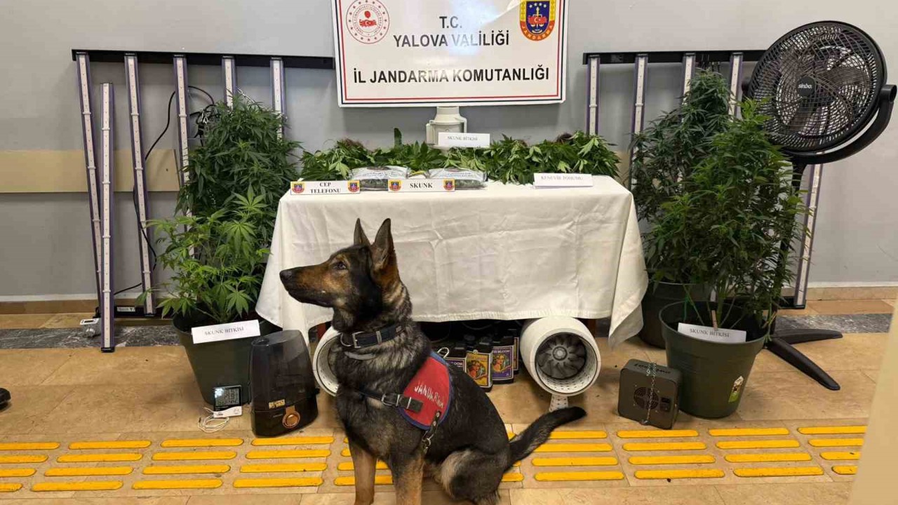 Yalova’da evi uyuşturucu serasına çeviren 2 zanlı tutuklandı
