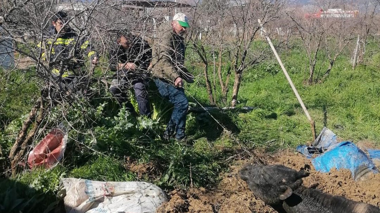 Denizli’de foseptik çukuruna düşen inek itfaiye ekiplerince kurtarıldı
