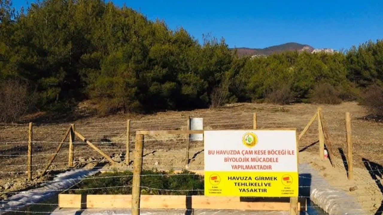 Sinop’ta çam kese böceği ile mücadele
