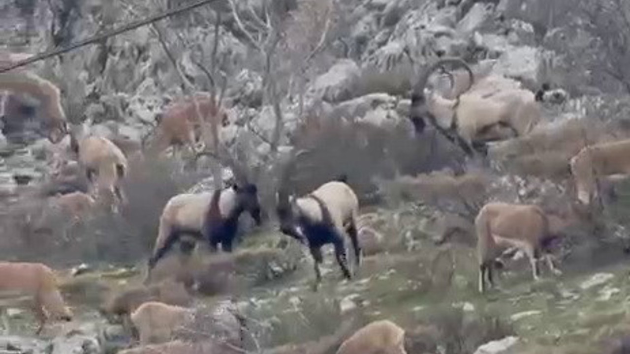 Sincik boğazına dağ keçileri indi

