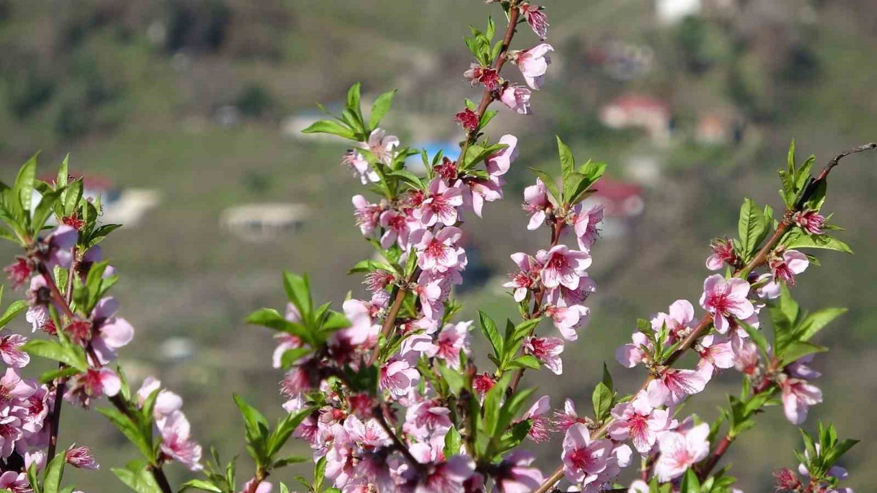 Ordu’da yalancı bahar: Meyve ağaçları kışın çiçek açtı
