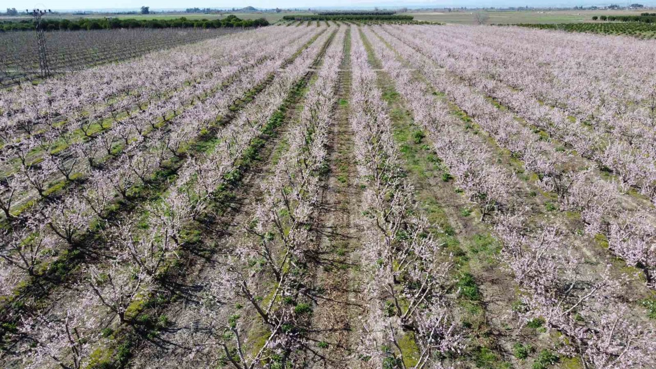 Adana’da şeftali ağaçları çiçek açtı
