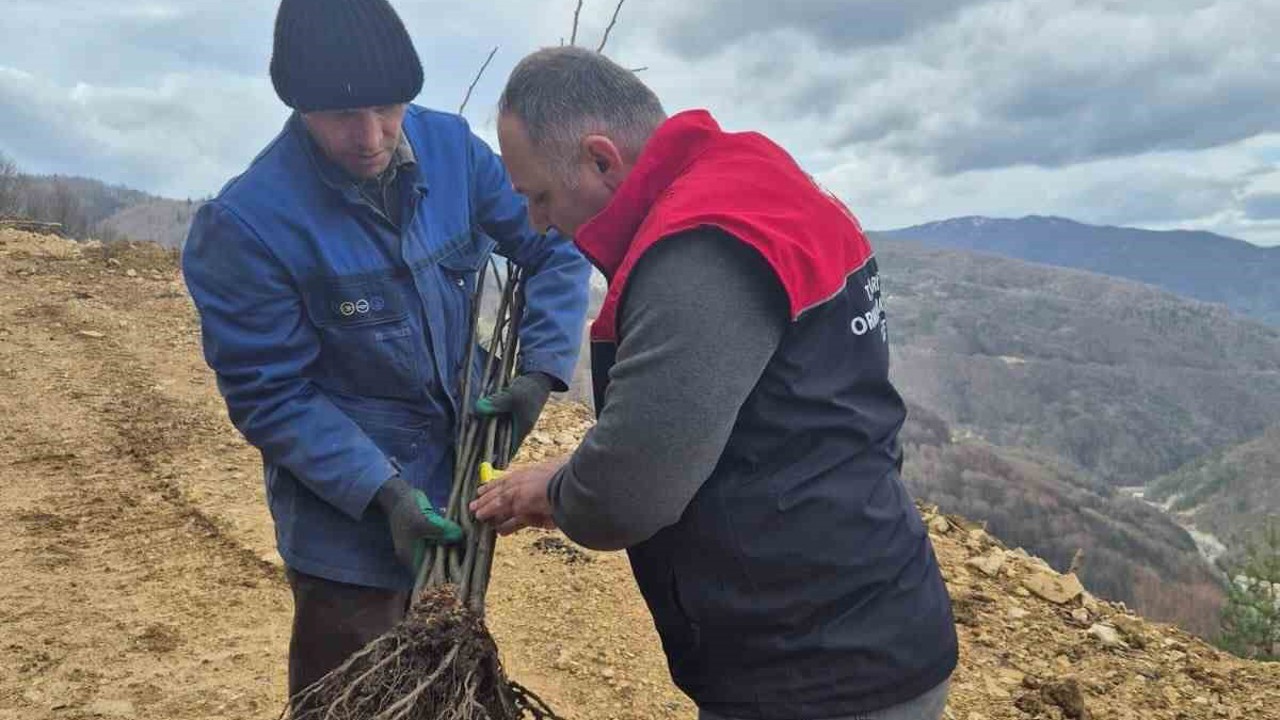 Kestane üretimi arttırılacak
