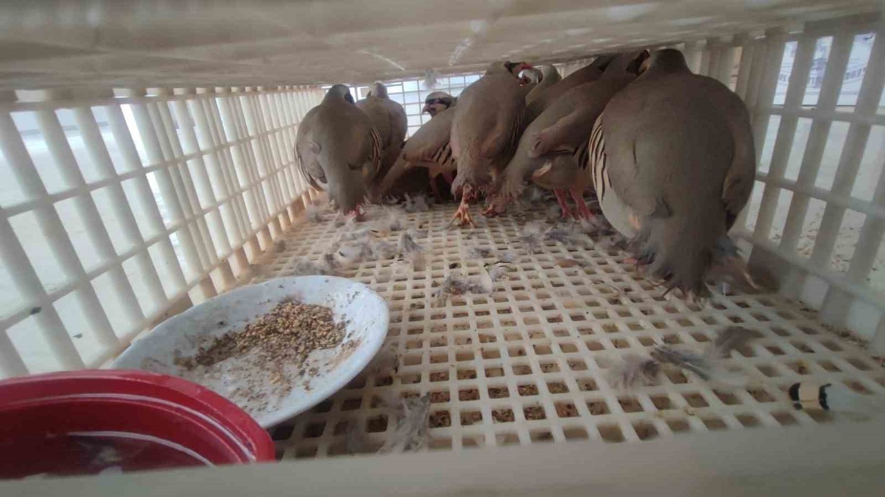 Şırnak’ta 40 adet kanatlı hayvan ele geçirildi
