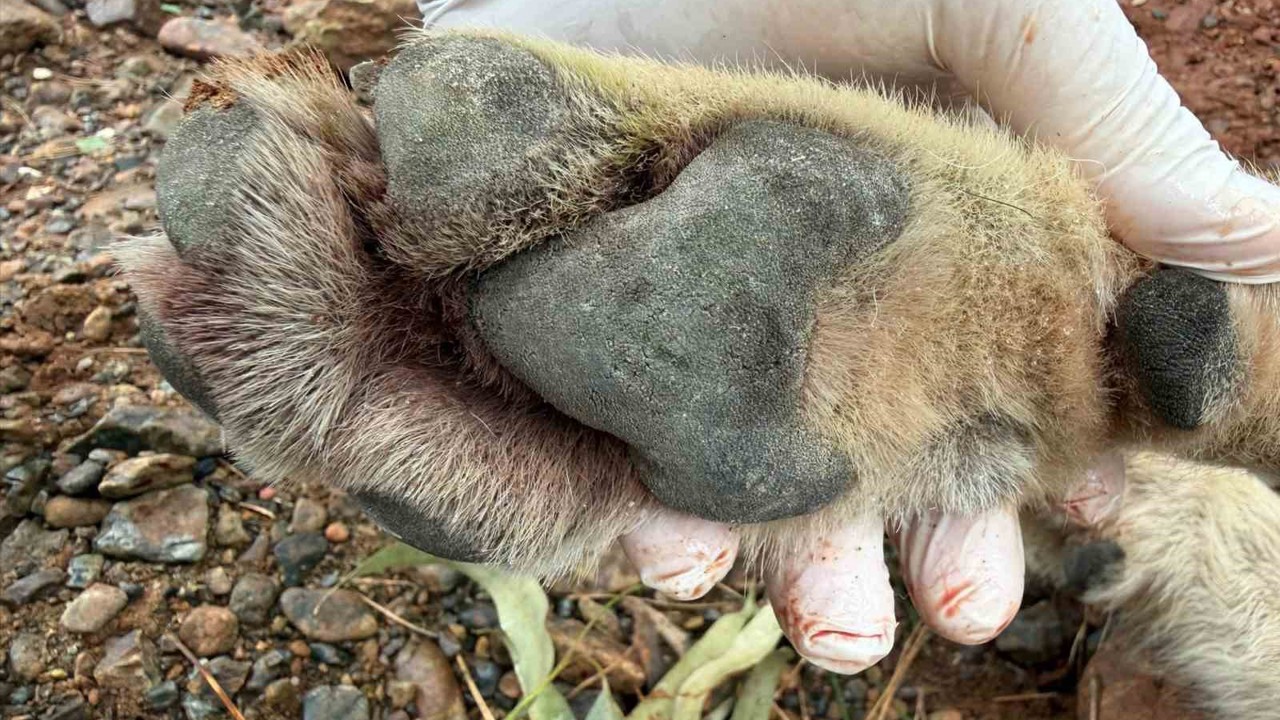 Fethiye’de aracın çarptığı kurt bilim projesine ışık tutacak
