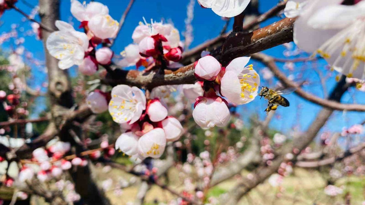 Salihli’de sert çekirdekli meyveler için ‘Monilya’ uyarısı
