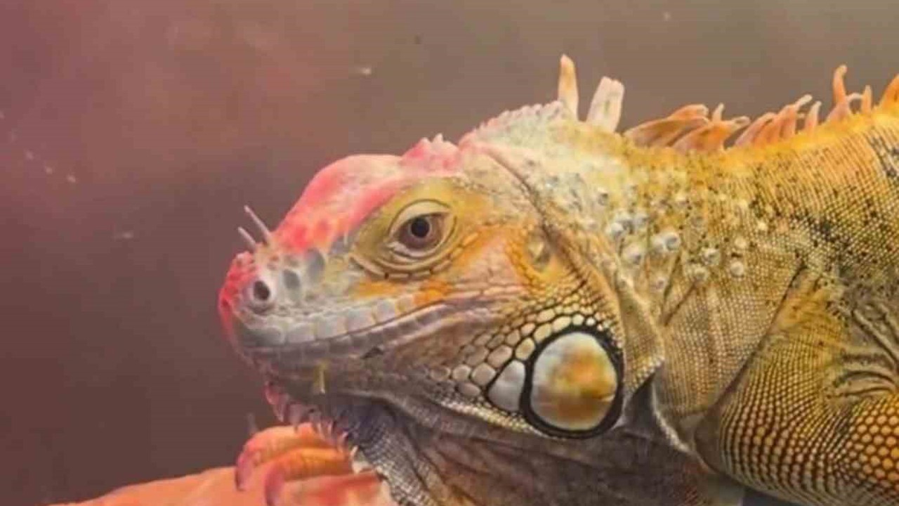 Koruma altındaki 3 hayvan, Samsun’da ele geçirildi
