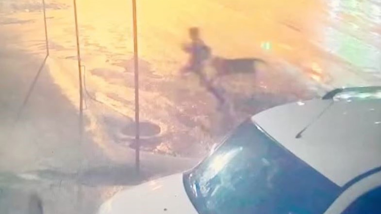 Adıyaman’da sahipsiz köpek dehşeti: 10 yaşındaki çocuğu vatandaşlar kurtardı
