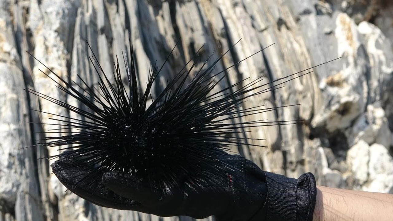 Marmara’nın denizkestanesi avcılığına açılmasına tepki
