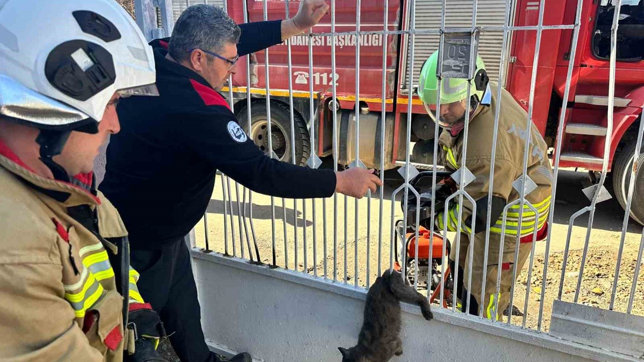 Kapı korkuluğuna sıkışan kediyi itfaiye kurtardı
