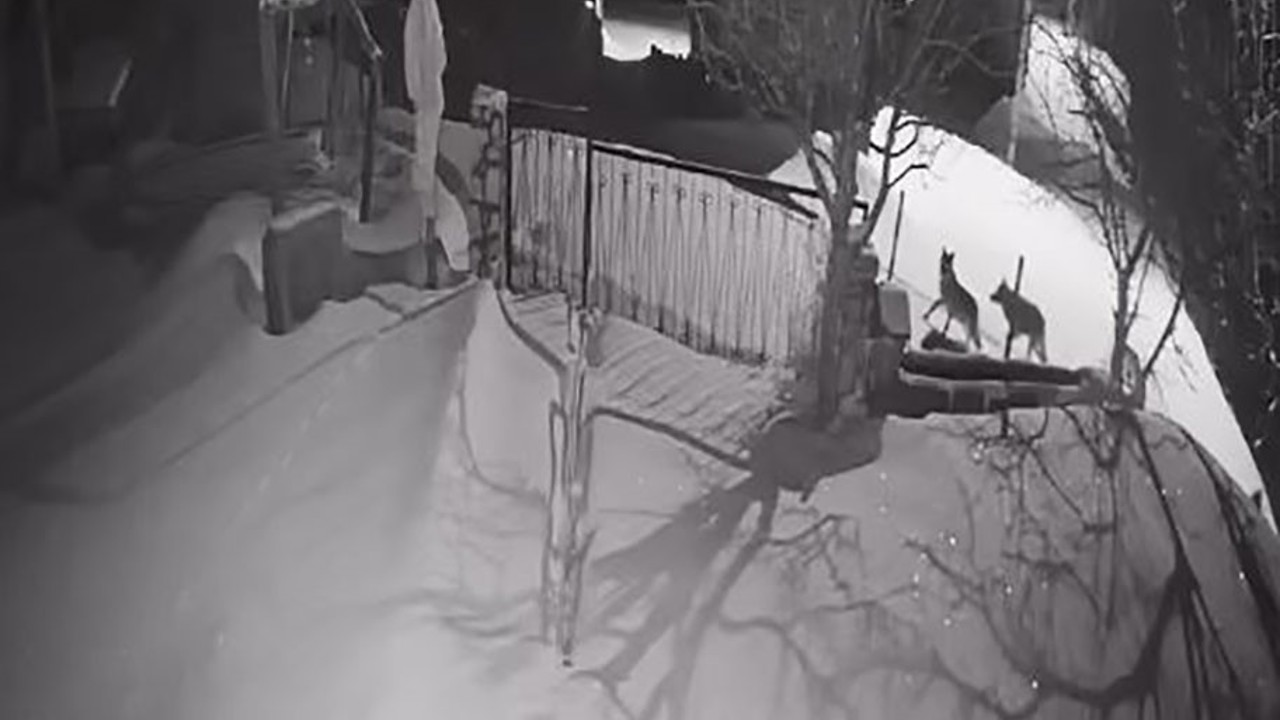 Artvin’de aç kalan kurt sürüsü yerleşim alanına indi
