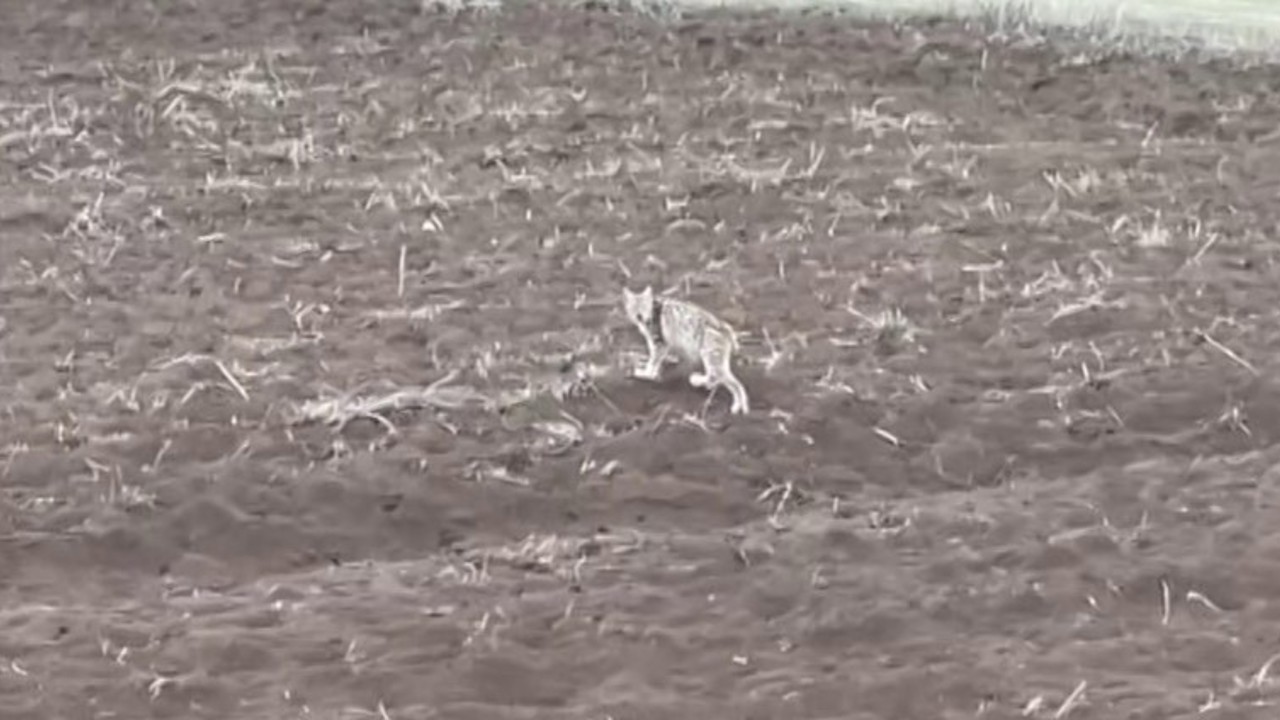 Arazide tek başına yürüyen yavru vaşak, sürüden ayrılan pengueni hatırlattı
