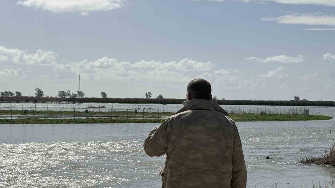 Seyhan Nehri taştı, Tarsus’ta tarım arazileri sular altında kaldı
