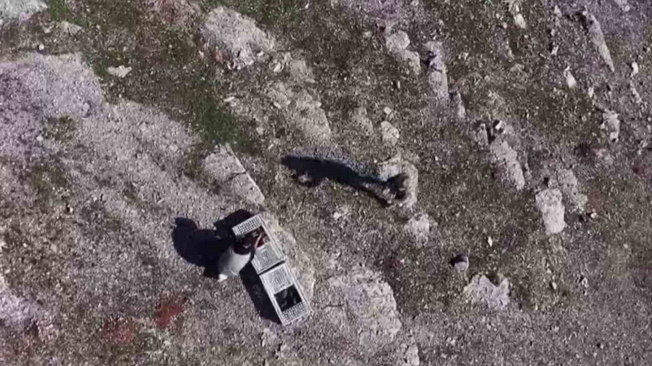 Habur’da ele geçirilen 38 kınalı keklik doğaya salındı
