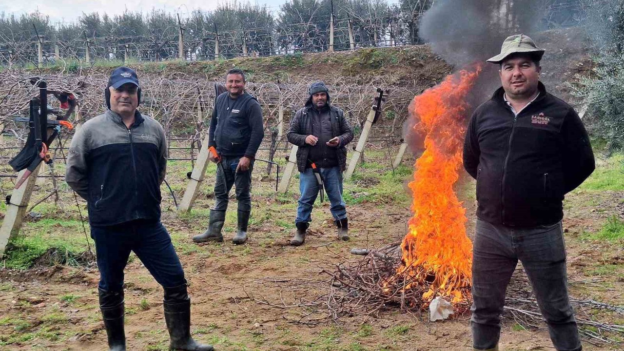 Üzüm bağlarında zorlu budak mesaisi
