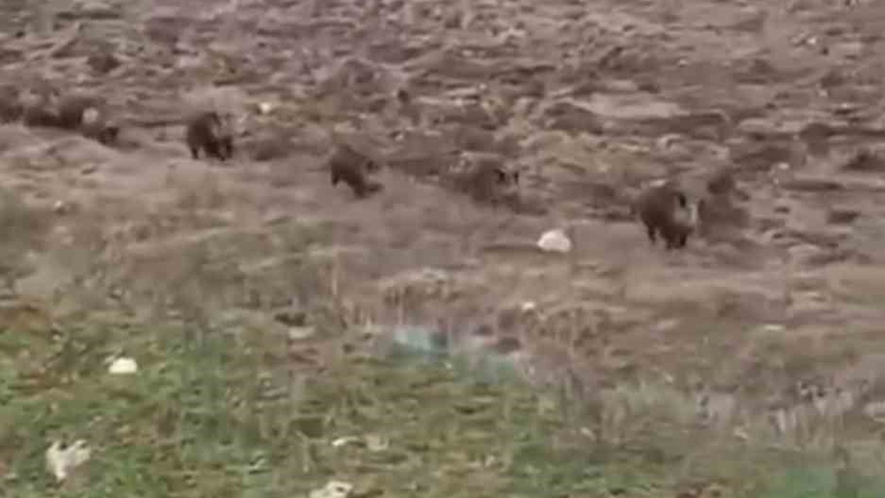 Siirt’te domuz sürüsü görüntülendi
