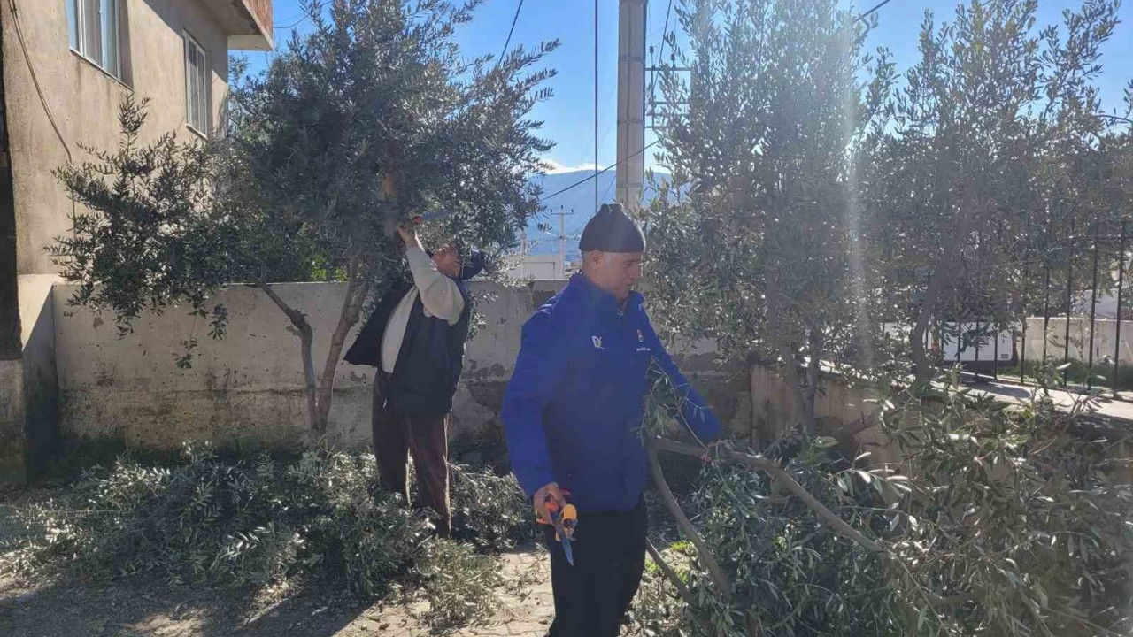Buharkent’te kursiyerler zeytin ağaçları başında ter döktü
