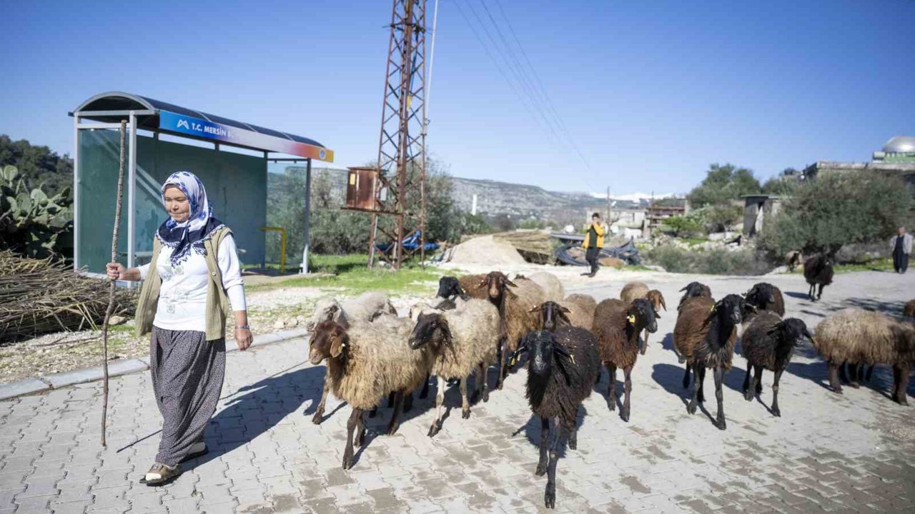 Mersin’de 360 yetiştiriciye 9 bin küçükbaş desteği
