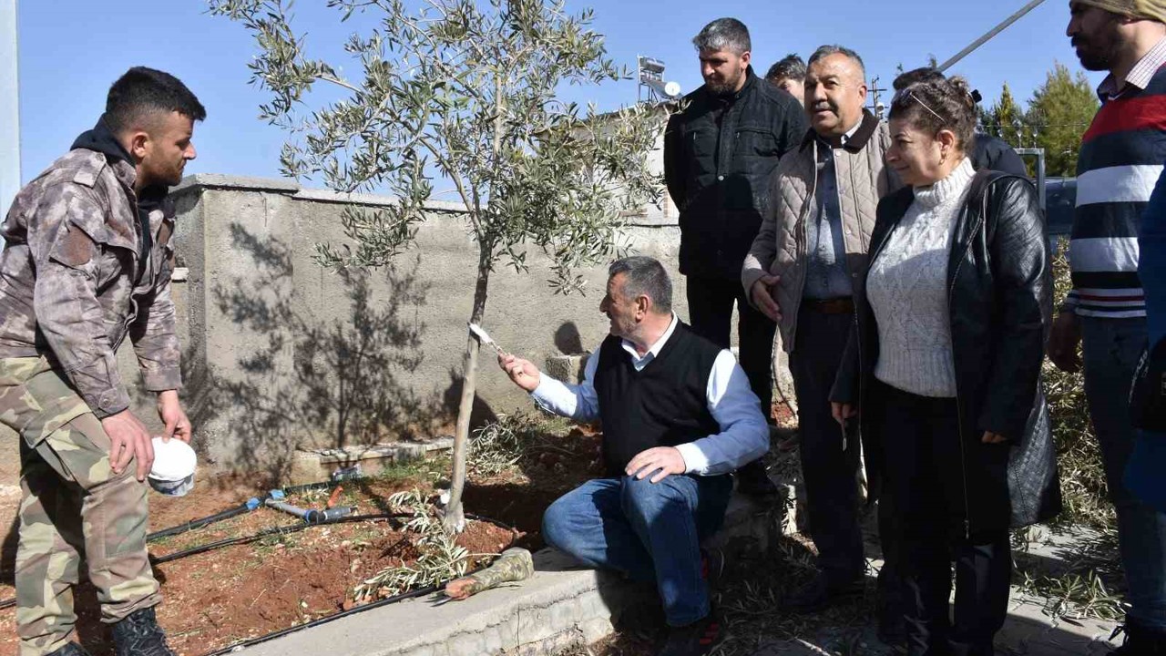Antep fıstığı ve zeytin üreticilerine budama eğitimi
