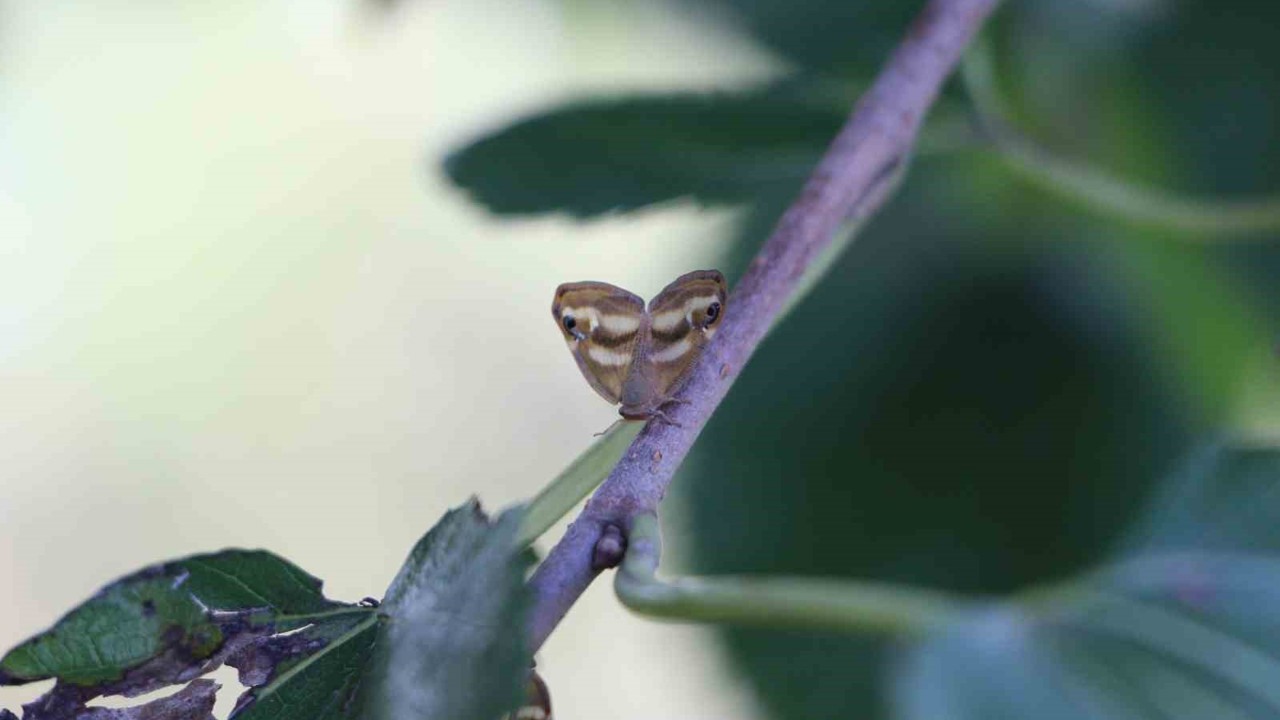 Doğu Karadeniz’de üç istilacı tür tarımı tehdit ediyor
