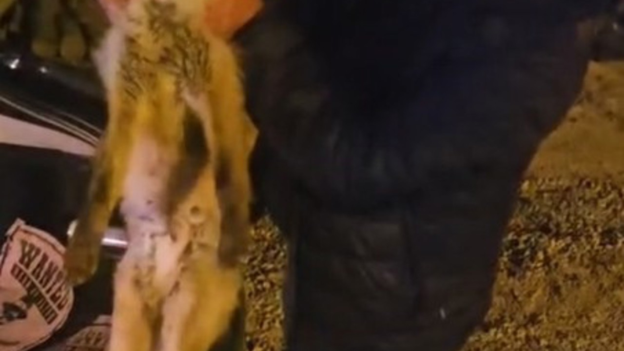 Yaralı tilki için seferber oldu
