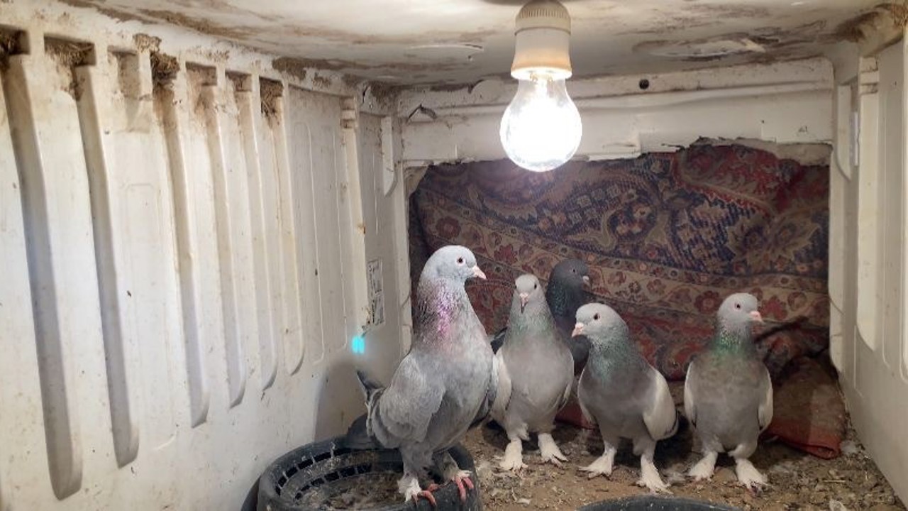 Ağrı’da dondurucu soğuğa rağmen 7 yıldır güvercin yetiştiriyorlar
