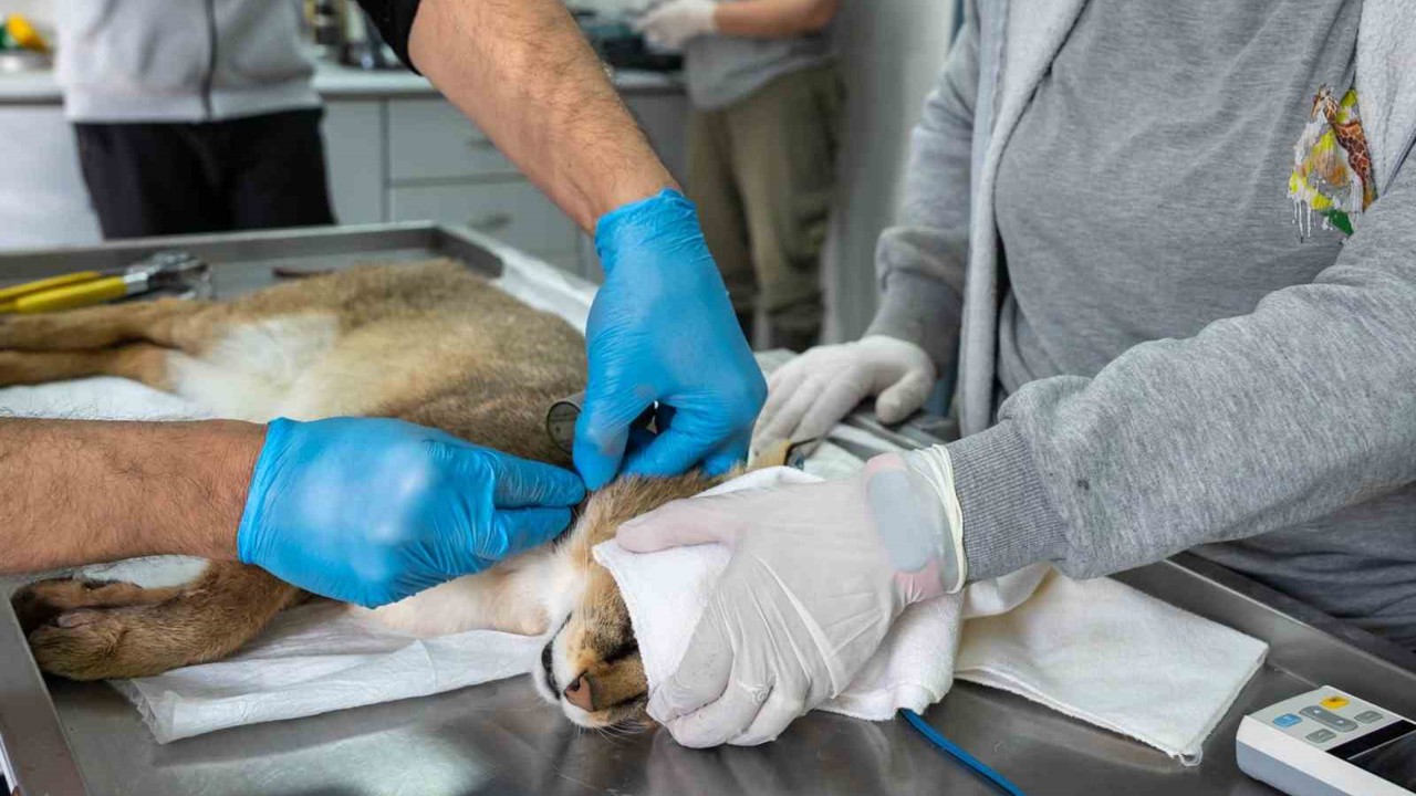 Ağır yaralı bulunan saz kedisi, sağlıklı şekilde doğaya salındı
