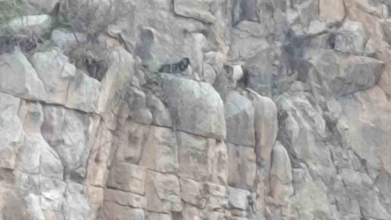 Siirt’te kayalıklarda 4 gündür mahsur kalan 2 keçi kurtarıldı
