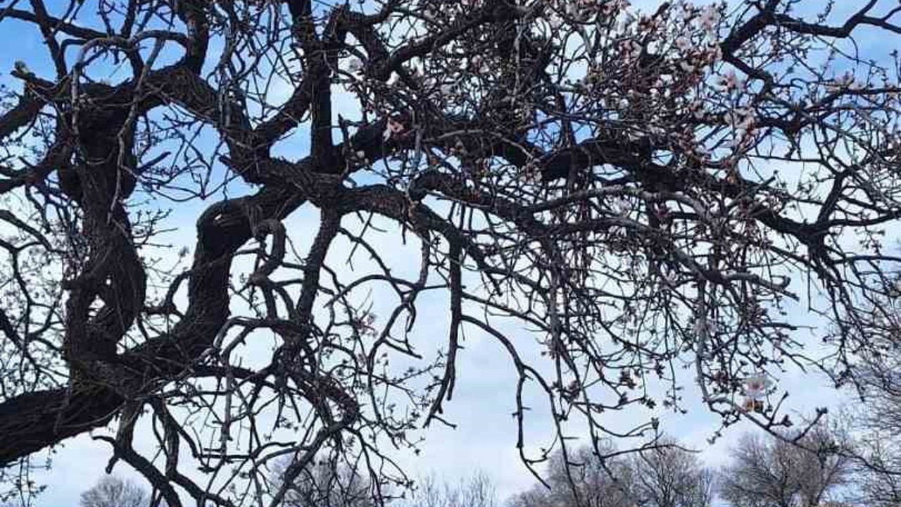 Ergani’de badem ağaçları erken çiçek açtı
