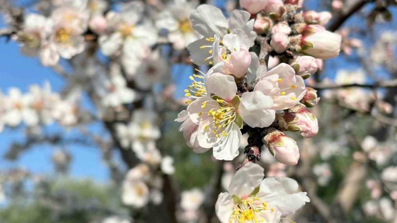 Erken çiçek açan badem ağaçları üreticiyi tedirgin etti
