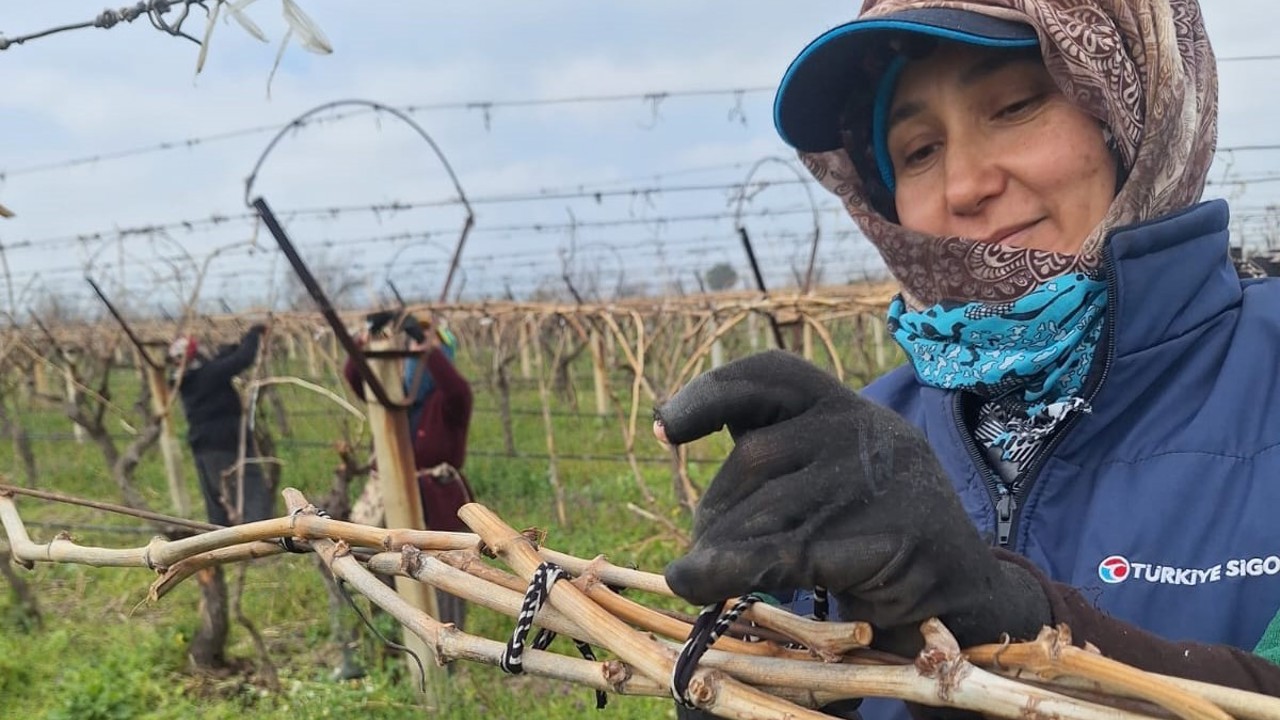 Sarıgöl Ovası’ndaki bağlarda hummalı çalışma
