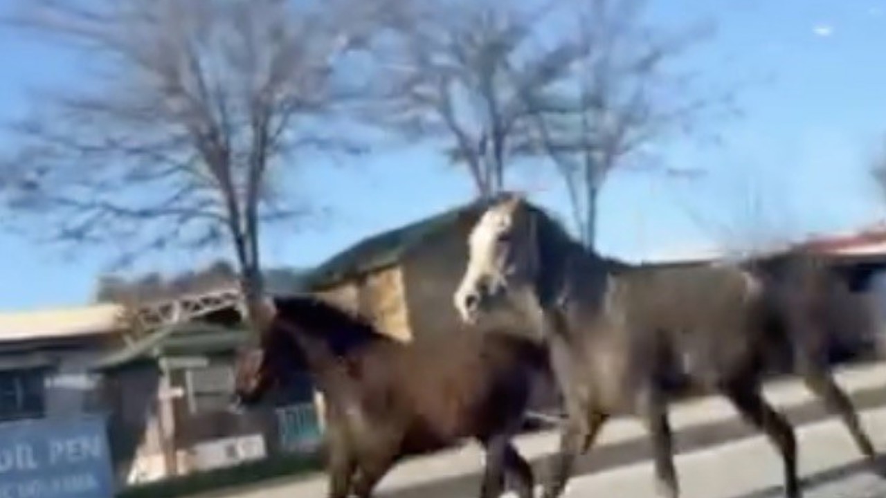 Çorum’da başıboş atlar trafiği tehlikeye attı: O anlar kamerada
