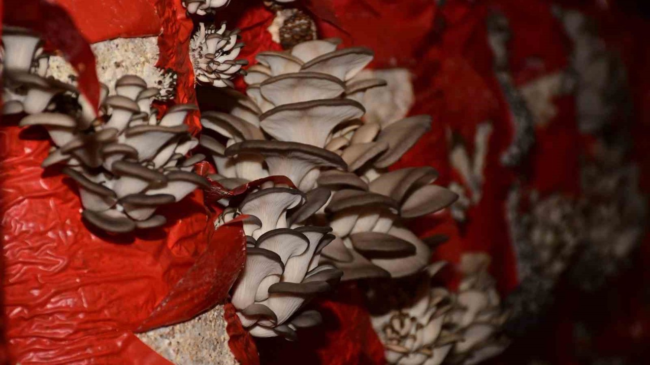 Sultanhisar’da mantar yetiştiriciliği kursu açılıyor
