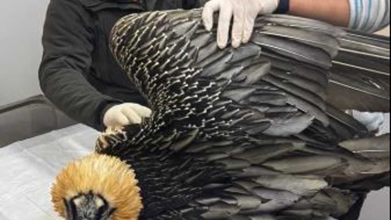 Artvin’de sakallı akbaba tedavisinin ardından yeniden doğaya salındı
