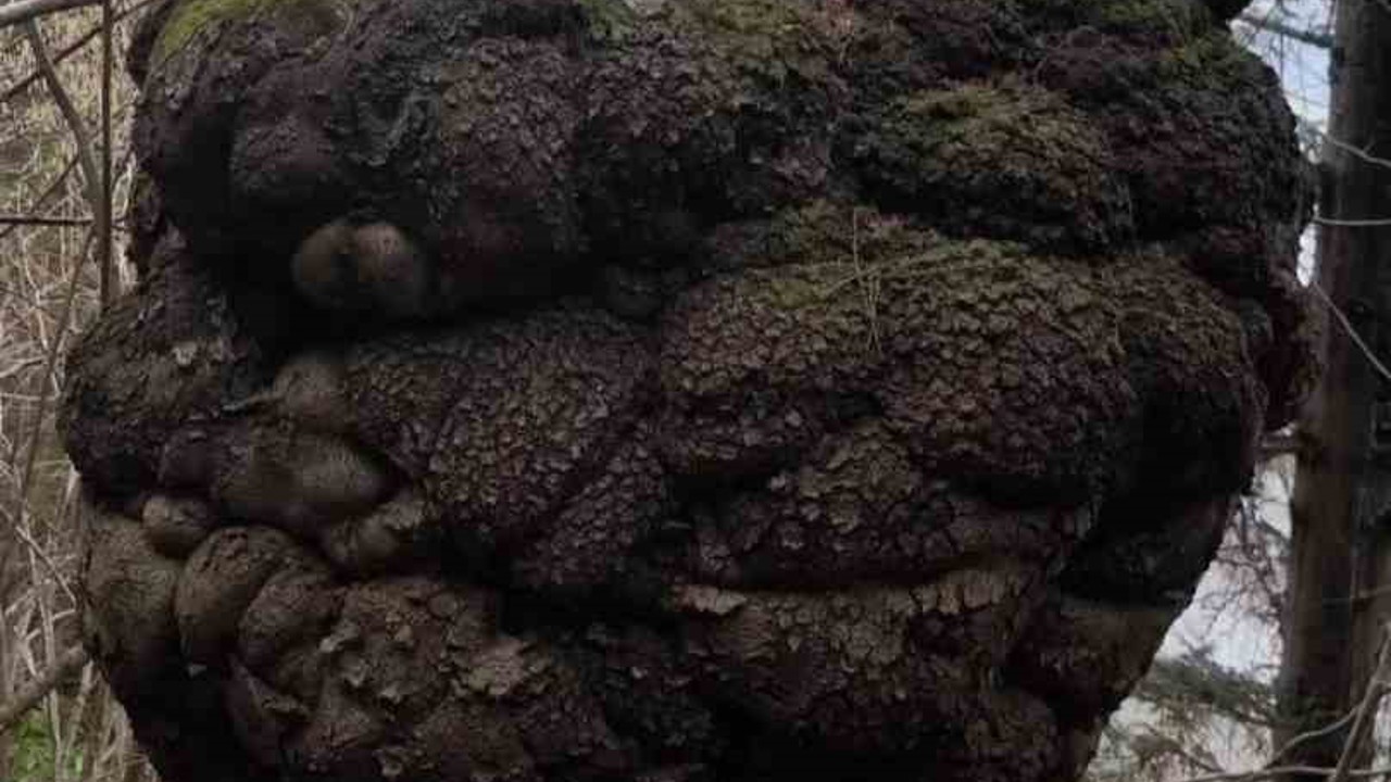 Ormanın kalbindeki ağaç yumrusu görenleri hayrete düşürdü
