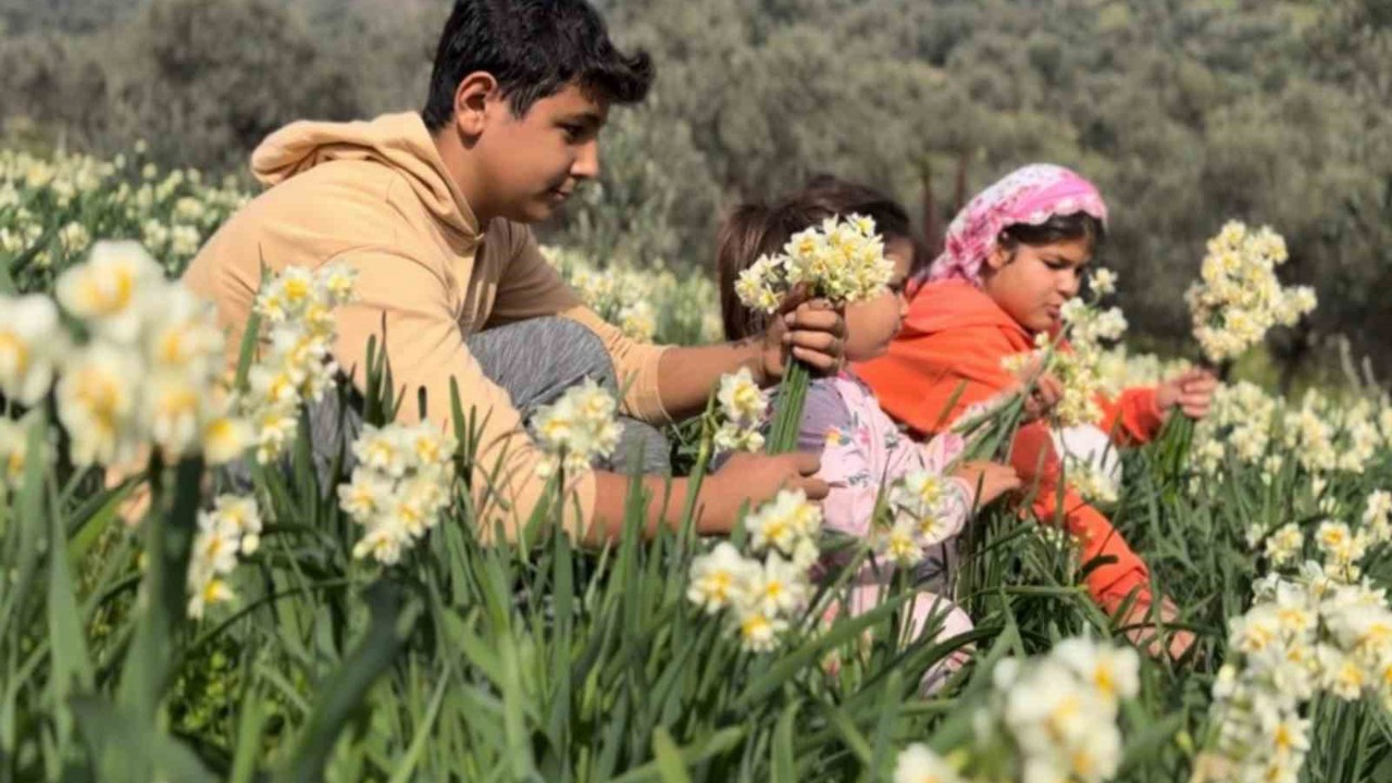 Mis kokulu nergis bilime de ilham kaynağı oluyor
