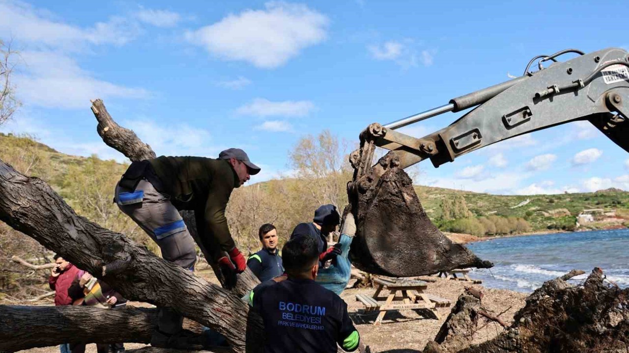 Fırtınada devrilen Ilgın ağaçları yeniden toprakla buluşuyor
