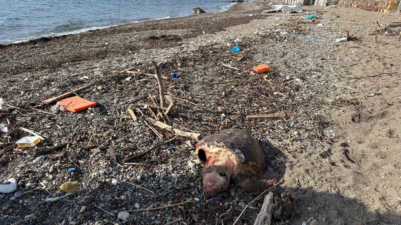 Ayvacık’ta ölü caretta caretta sahile vurdu
