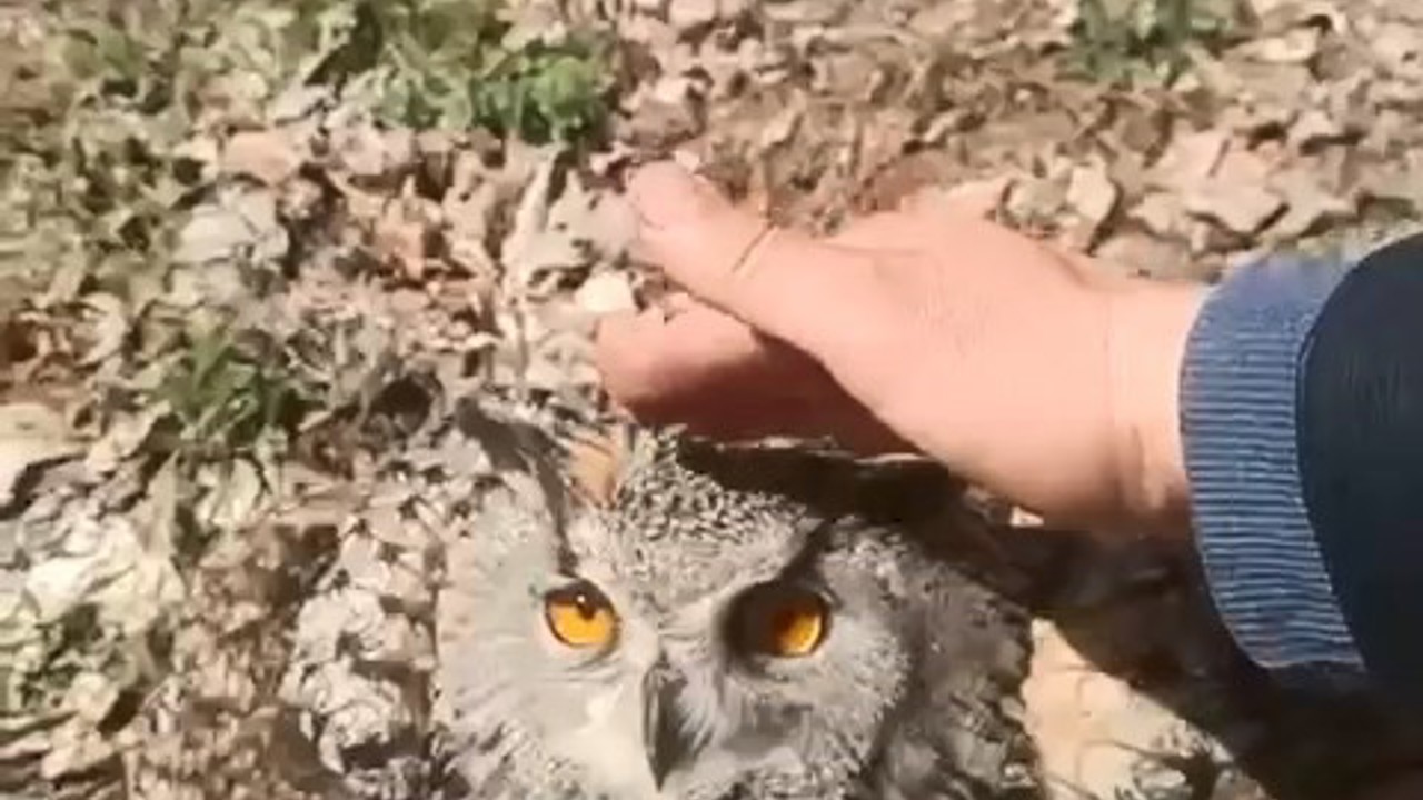 Doğada bulduğu puhu kuşunu ‘fıstık’ diyerek sevdi
