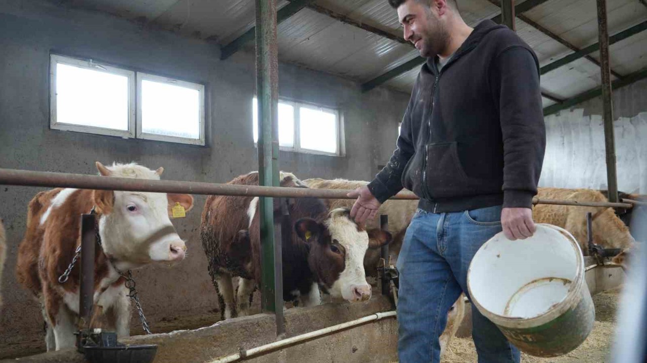 Yem desteği Bayburtlu çiftçinin yüzünü güldürdü: "Bu destek bize iyi geldi"
