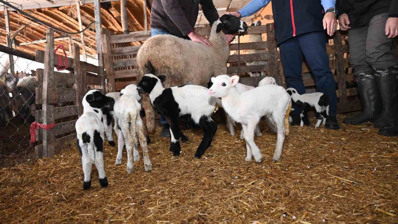 Tarım teşkilatı koyunu 9 doğuran besiciyi ziyaret etti
