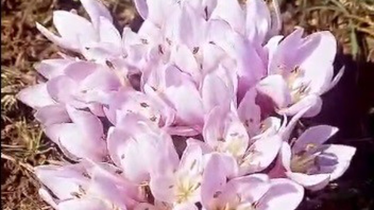 Pülümür Vadisi’nde çiğdemler yalancı bahara aldandı
