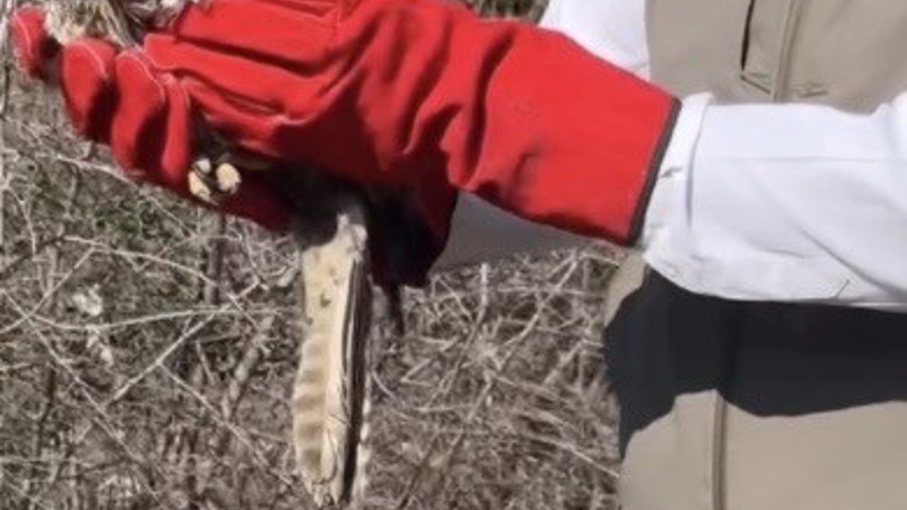 Osmaniye’de tedavileri tamamlanan şahinler, doğaya kanat çırptı
