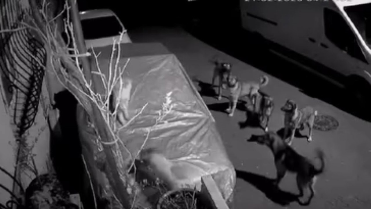 Başakşehir’de başıboş köpeklerin saldırdığı kedi öldü
