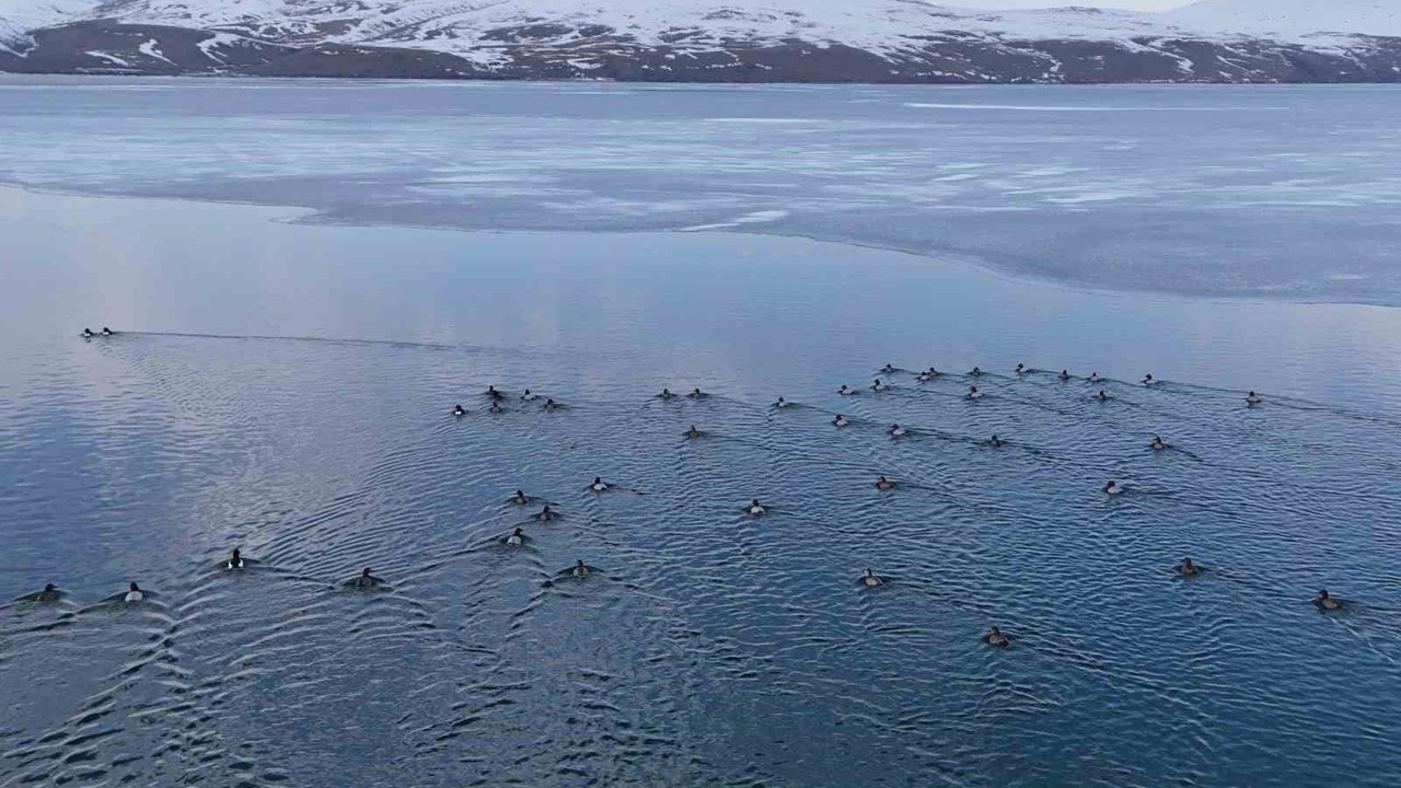 Nazik Gölü’nde buzlar çözüldü, ördeklerin dansı hayran bıraktı
